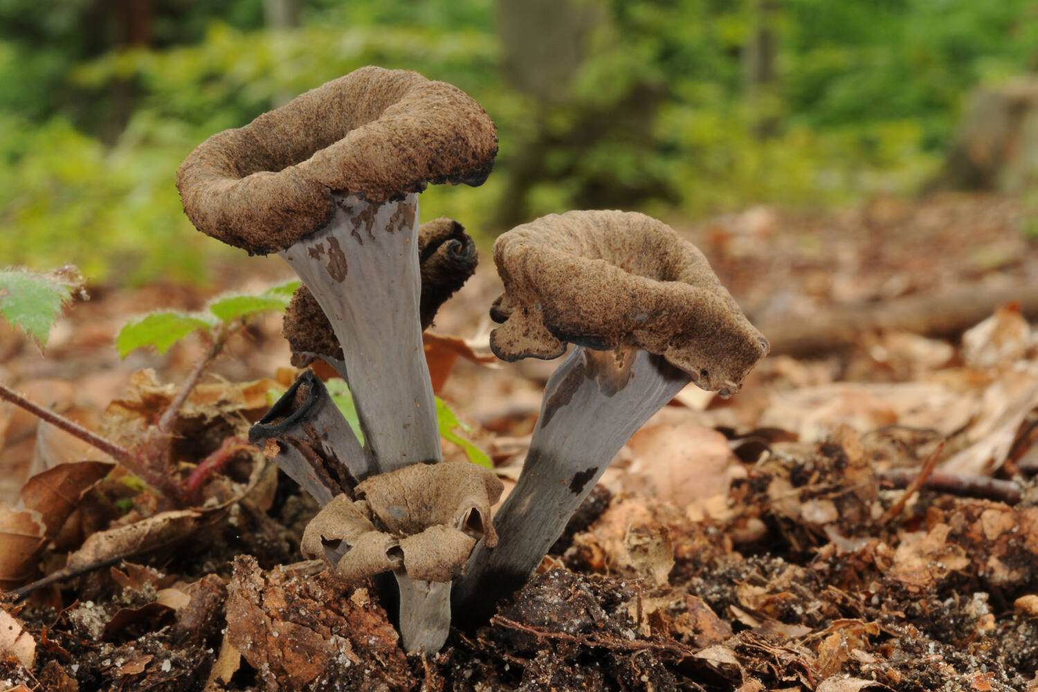 Trompette de la mort doos 1kg stuk 2